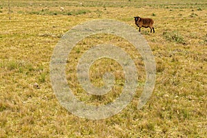 Sheep at countryside landscape, maldonado, uruguay photo