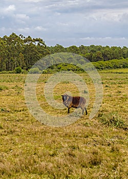 Sheep at countryside landscape, maldonado, uruguay photo