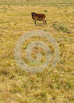 Sheep at countryside landscape, maldonado, uruguay photo