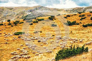 Sheep in countryside Macedonia