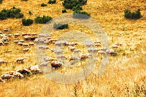 Sheep in countryside Macedonia