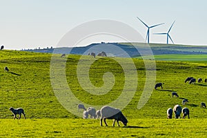 Sheep and Cows amongst the wind farm in Western Australia