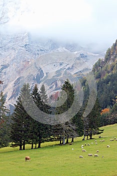 Sheep and cows graze on a green Alpine meadow, a perfect landscape on a mountain background