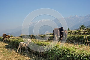 Sheep and Cows in the Himalayas. Himachal Pradesh India