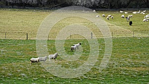 Sheep & cows in winter conditions in the South Island of New Zealand