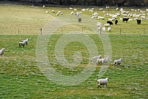 Sheep & cows in winter conditions in the South Island of New Zealand