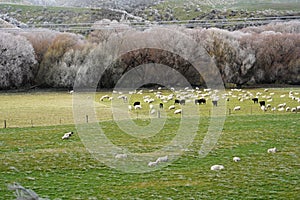 Sheep & cows in winter conditions in the South Island of New Zealand