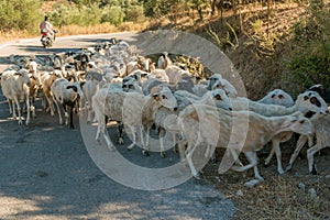 Sheep in Crete, Greece