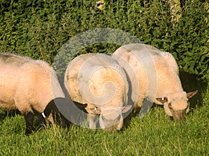 Sheep @, Crookham, Northumberland, England.