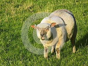 Sheep @ Crookham, Northumberland, England.