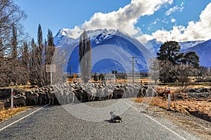 Sheep crossing the bridge in Glenorchy, New Zealand