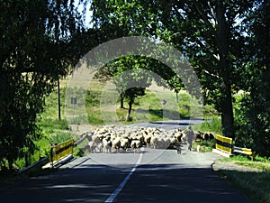 Sheep crossing country road