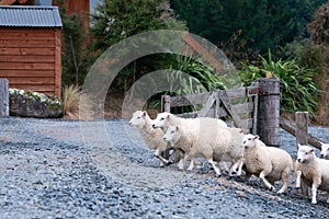 Sheep crossing a gate in Central Otago