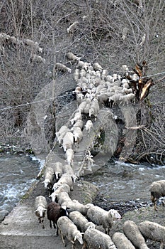 Sheep crossing the old bridge