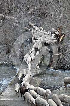 Pecora transizione vecchio ponte 