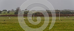 Sheep and crows on Dartmoor football pitch. Whitchurch, Devon.