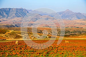 Sheep on a cultivation field with mountains in the background Lesotho