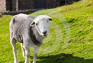 Sheep curious stare at camera