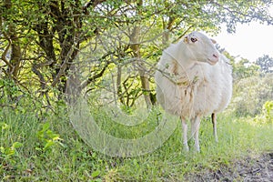 Sheep curiously looking in sunny day.