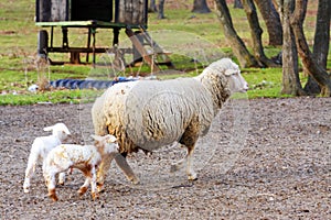 Sheep with cute little lamb on field