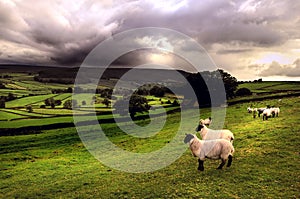 Sheep in a Dales landscape