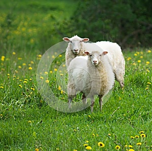 Sheep in dandelion field