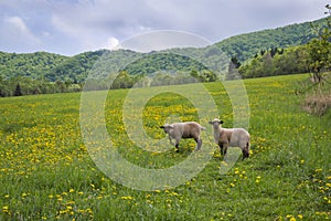 Sheep with dandelions