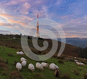 Sheep at dawn and communications antennas on Mount Jaizkibel, Euskadi photo