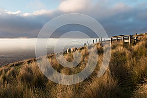 Sheep dazing up hill at golden hour, New Zealand