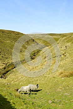 Sheep in Derbyshire countryside