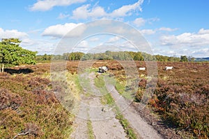 Sheep on the Derbyshire moors in autumn