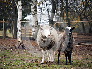 Sheep of different breeds. Romanov sheep and poll Dorset