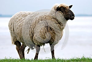 Sheep on a