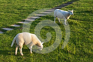 Sheep on the dike