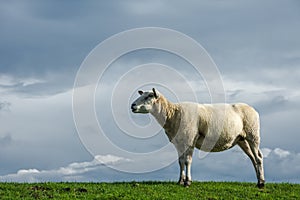 Sheep on dike