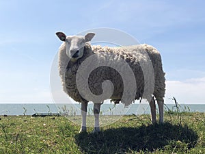 Sheep on a dike in Hinderloopen