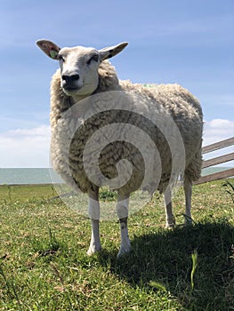 Sheep on a dike in Hinderloopen