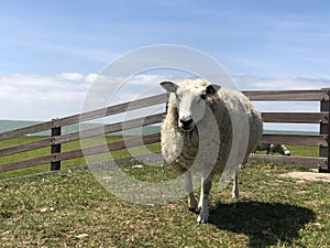 Sheep on a dike in Hinderloopen