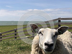 Sheep on a dike in Hinderloopen