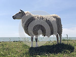 Sheep on a dike in Hinderloopen