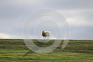 sheep on