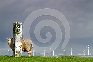 Sheep, dike, milestone and windmills