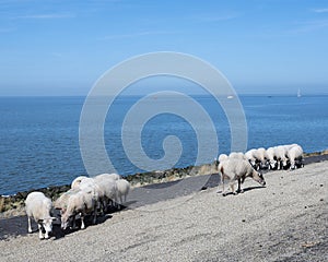 Sheep on dike near waddenzee in dutch province of Friesland near harlingen