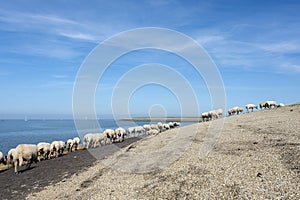 Sheep on dike near waddenzee in dutch province of Friesland near harlingen