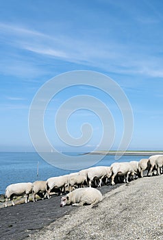 Sheep on dike near waddenzee in dutch province of Friesland near harlingen