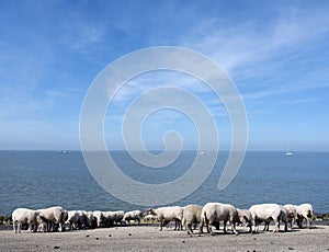 Sheep on dike near waddenzee in dutch province of Friesland near harlingen