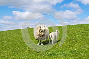 Sheep on the dike at the North Sea