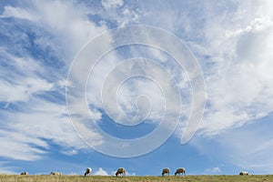 Sheep on on Texel with Clouds