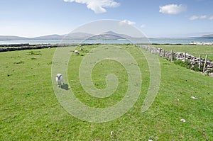 Sheep in dingle,kerry,Ireland