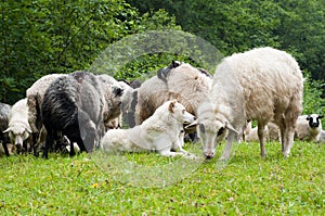 Sheep dog photo